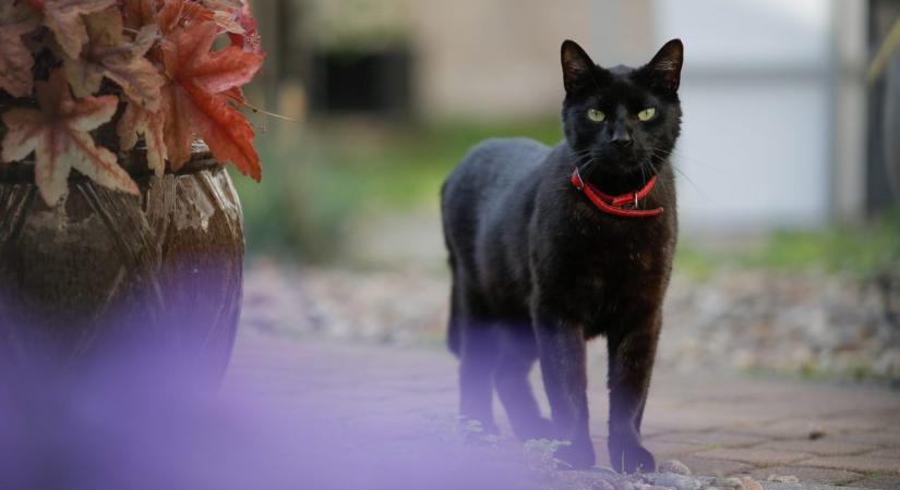 Ahol a fekete macska maga a rettenet: jobban félnek tőlük, mint az őröktől