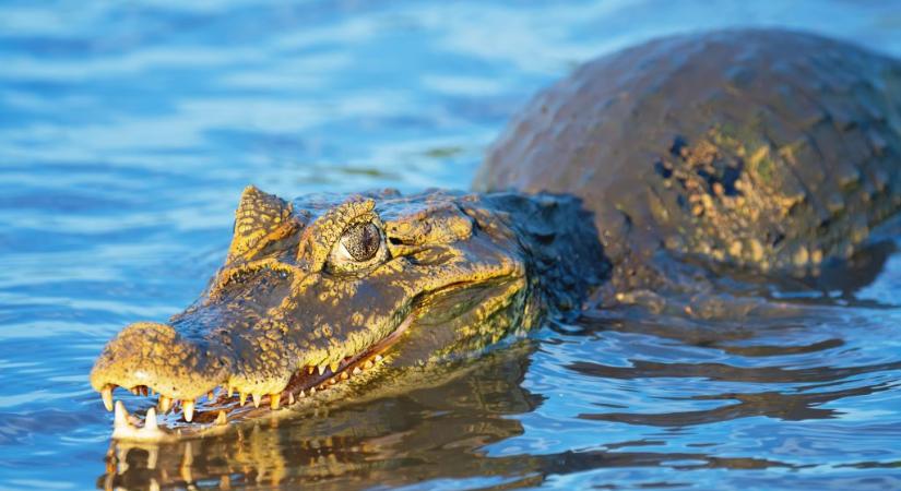 Háromméteres aligátor elől menekültek a strandolók