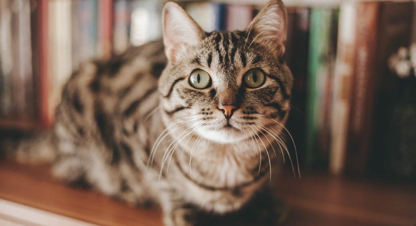 Macskaalmokat vizsgáltak: itt vannak az eredmények