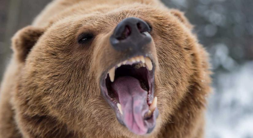 Kilőttek egy medvét Korondon, még mindig jár egy a környéken