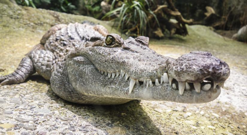 Az árvizet kihasználva meglépett 70 krokodil Kínában