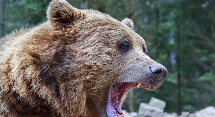 Iskolák mellett randalírozott a medve: a frászt hozta mindenkire az agresszív nagyvad