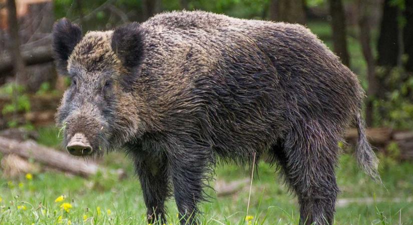 A vaddisznók és a házisertések között is terjed a sertéspestis Szatmárban