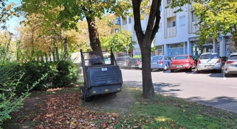 Elkezdték a lehullott levelek összegyűjtését Békéscsabán