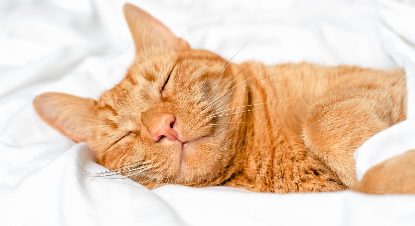 Így került haza 3 hét után a Tatabányai Mentőállomás szeretett macskája