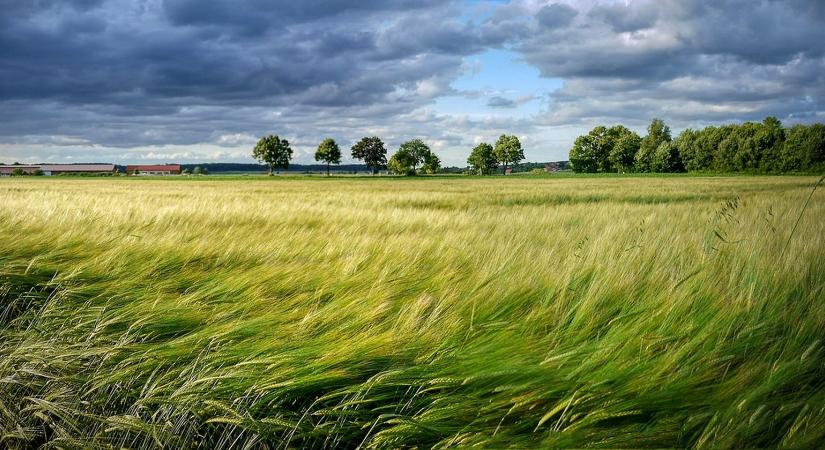 Szélerózióval szembeni védelem: takarónövények, védősávok