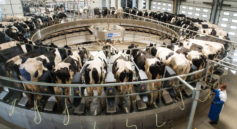 AM: csaknem 11 milliárd forint támogatás érkezik a tejtermelő és hízott-bikatartó gazdaságok számára