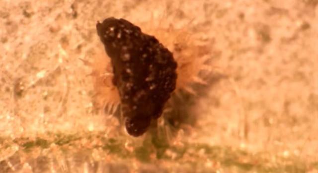 Videó: mikroszkopikus ánuszát használja a teknősbogár, hogy ürülékéből csináljon pajzsot magának