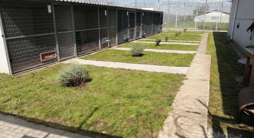 Új otthont kaptak a büntetés-végrehajtás szolgálati kutyái