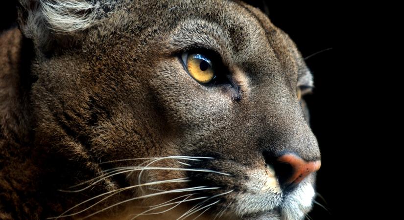 20 év után szabadult a láncra vert puma – Videón a mentőakció