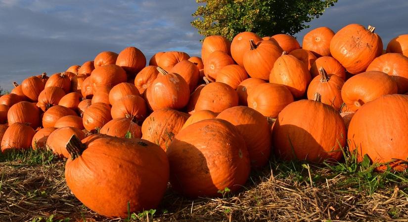Fogyasszunk szezonális zöldségeket és gyümölcsöket! – Szeptember