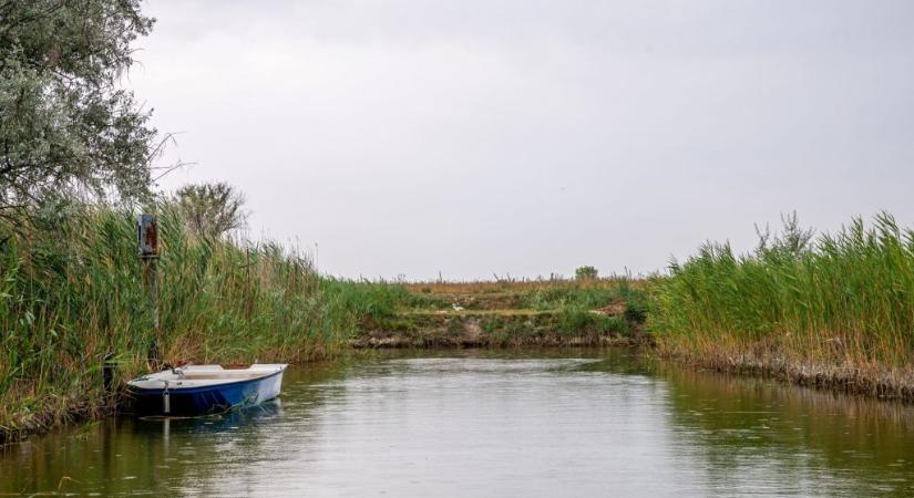 A Balatonban több helyen eltűnt a nád