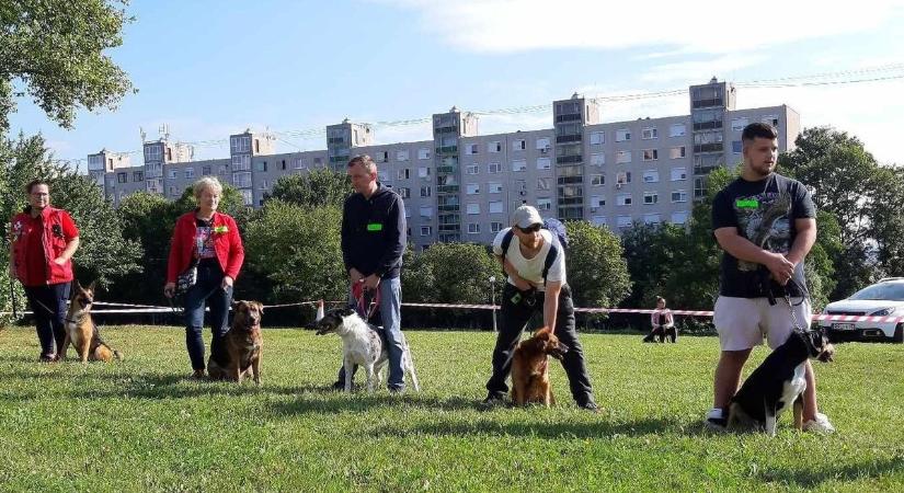 A legszebb kutyusokat keresték az Avason