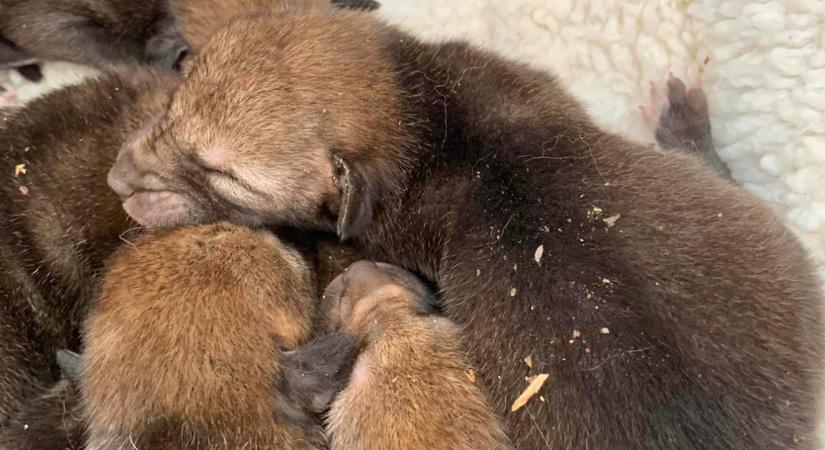 Azt hitte a nő, hogy kiskutyákat ment meg: aztán rájött az igazságra - Fotók