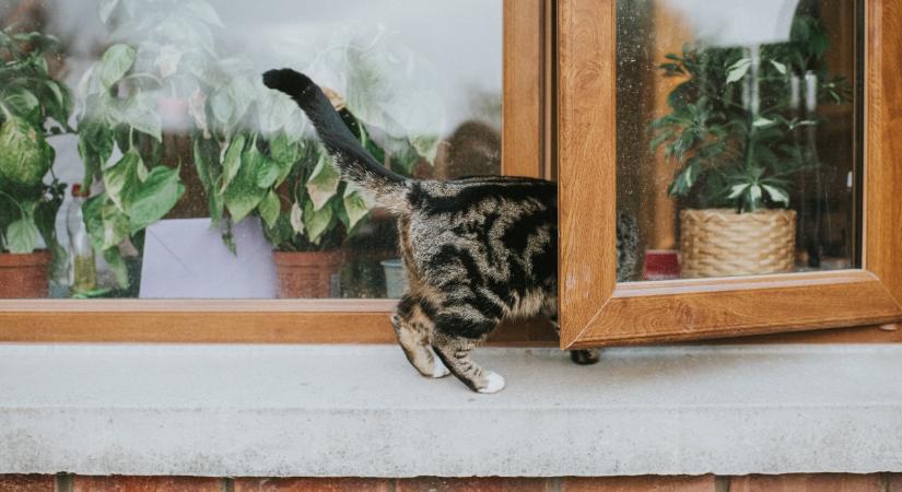 Elképesztő kárt okozott a gazdi, miközben macskáját próbálta kiszabadítani