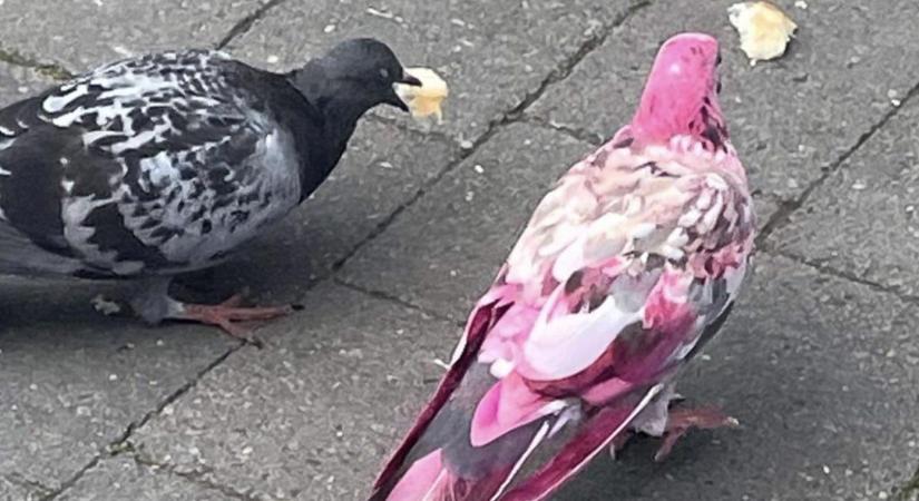 Rózsaszín galambot fotóztak Angliában