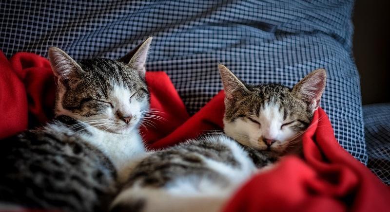 Megöli a macskáit, ezzel zsarolta egy román nő az olasz közszolgálati televízió egyik vezetőjét