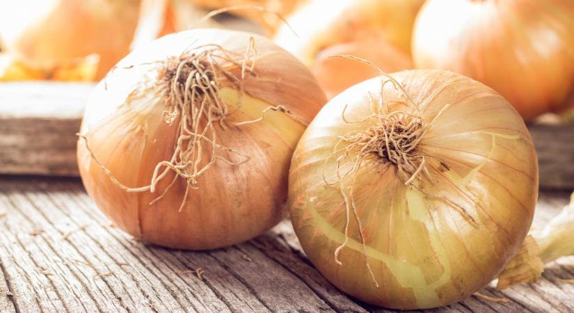 Világrekord lehet a közel 9 kilogrammos hagymából