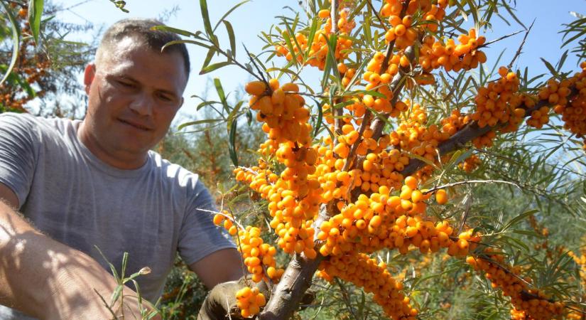 Fotóinkon is megnézheted a gyugyi homoktövis szüretét