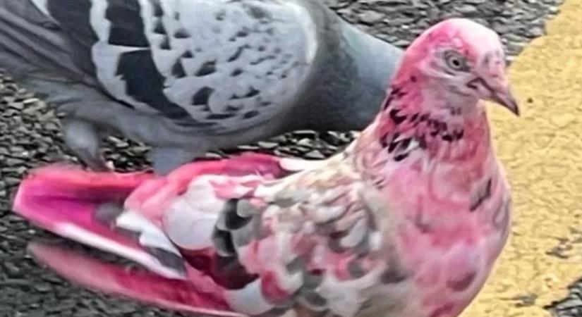 Mi történhetett ezzel a szerencsétlen galambbal?