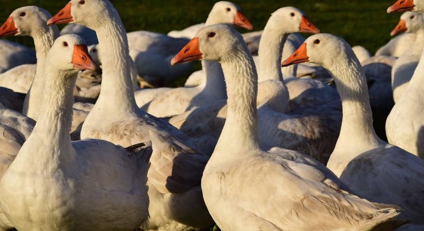 Új szabályozás segítheti a víziszárnyas-termelőket