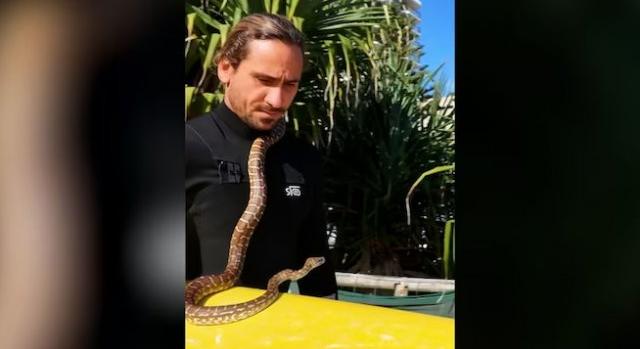 Videó: elvitte a kígyóját szörfözni a férfi, nem volt jó ötlet