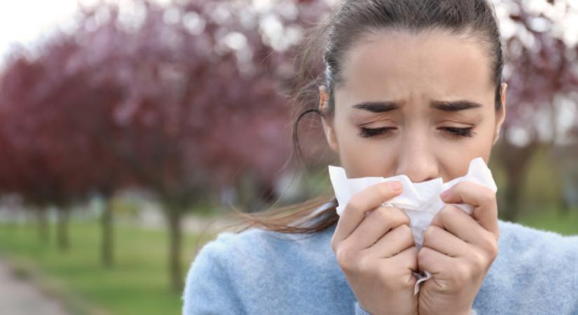 Allergiások, figyelem! Így alakul most országosan a parlagfű pollenkoncentrációja