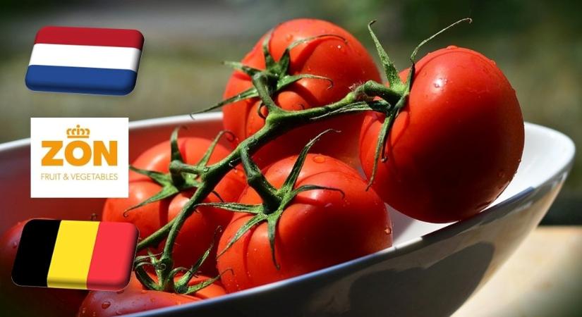 Hollandia: szeptember közepén jelentősen emelkedett a paradicsom ára