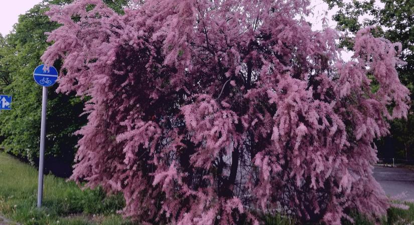 Tamariska – a kert jolly jokere