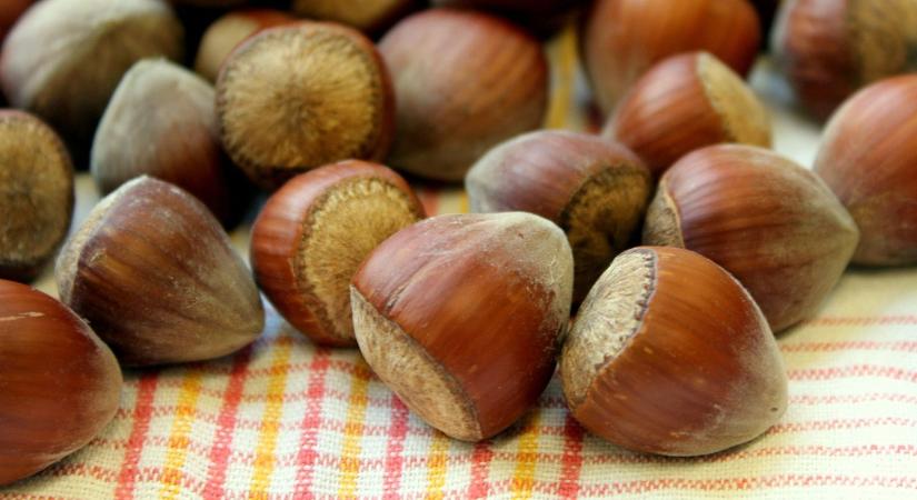 Miért potyog le már nyáron a mogyoró termése?