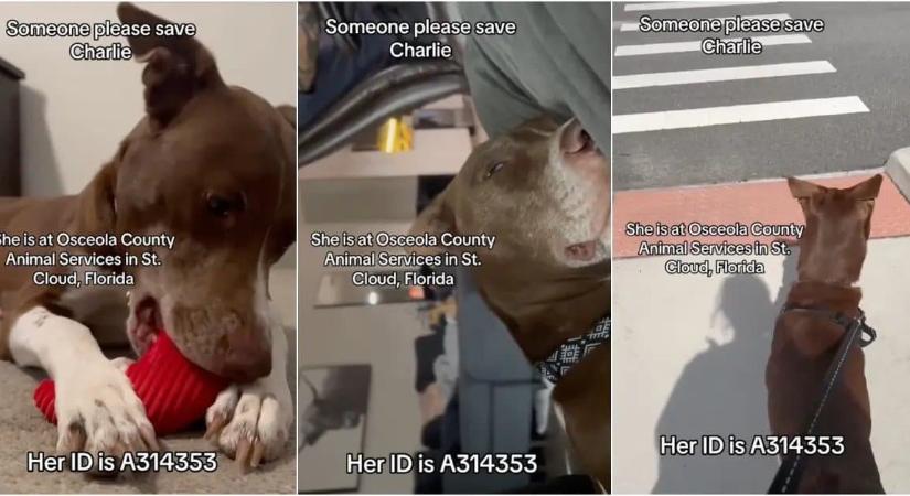 A TikTok segítségével menekült meg Charlie, a keverékkutya