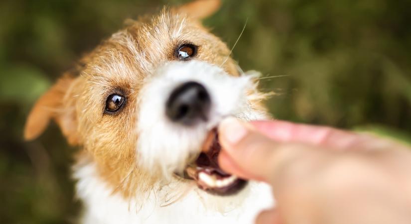 Ezek az egészséges nasik súlyos mérgek a kutya számára
