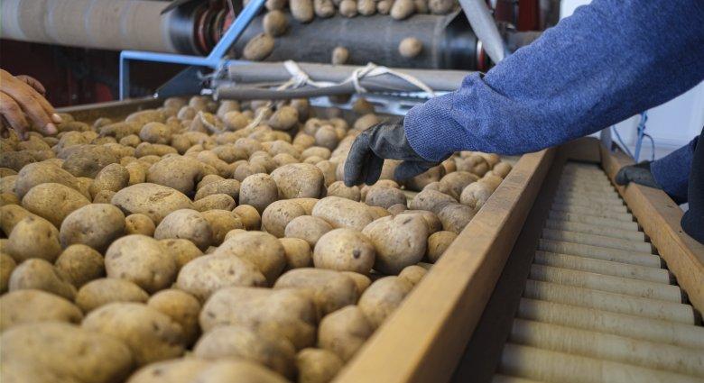 A tavalyinál jobb a burgonyatermés, a kukoricatermést a vadak is „dicsérik”