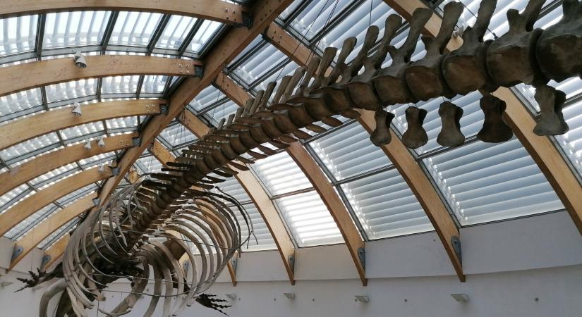 Egy lépéssel közelebb került a Természettudományi Múzeum költözése