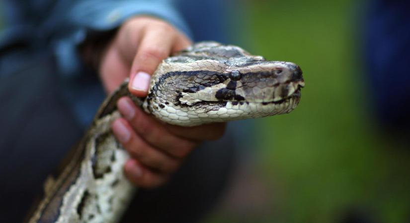 Horror Angliában, óriási piton támadt egy brit férfire
