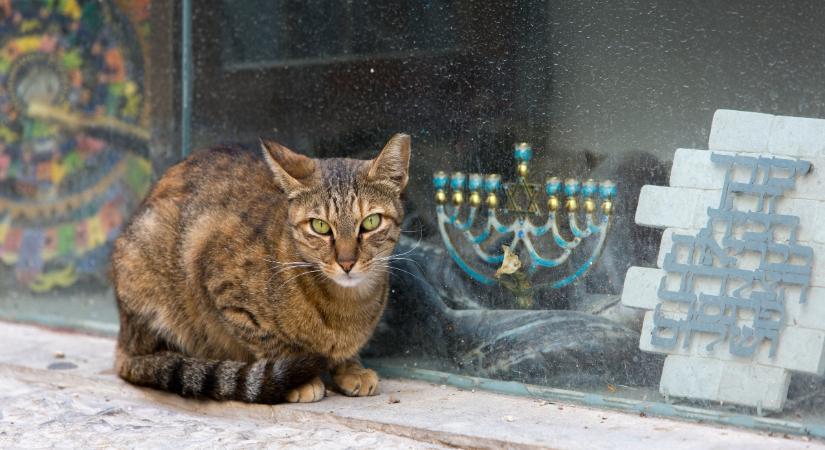A judaizmus és a macskák kapcsolata: miért központi kérdés az ivartalanítás tiltása?