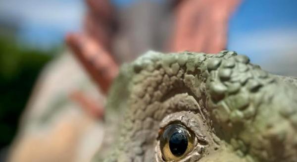 80 dinoszaurusz költözött a KÖKI tetejére