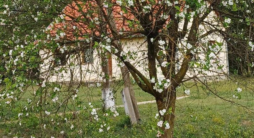 Hiába az ősz, virágba borultak a gyümölcsfák