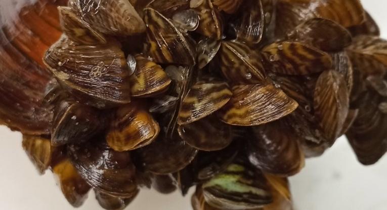 Idegen élőlény szállta meg a Balatont