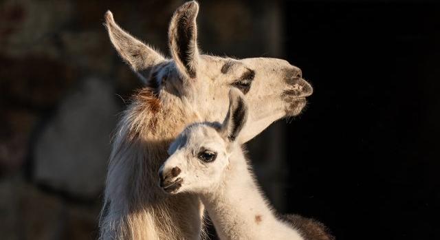 Itt a láma l'amour eredménye: elöl fehér, hátul sötétbarna csikó született Debrecenben