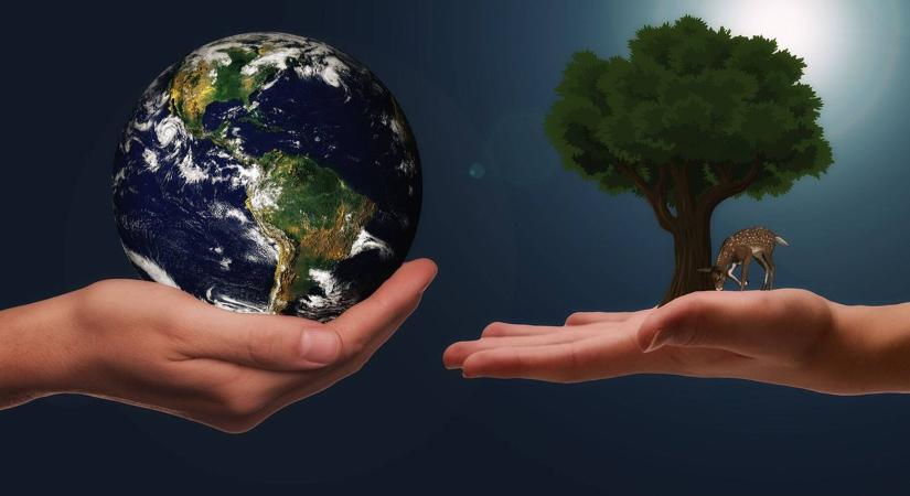 Egymilliárd fa elültetésére vállalkozott egy globális projekt