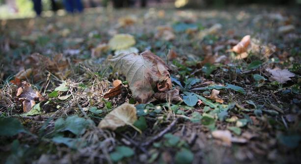 Közeledik az ősz, a legnagyobb feladat a lombgyűjtés lesz