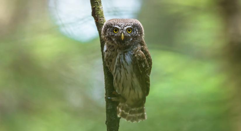 Extrém ritka madárfaj tűnt fel a Börzsönyben: sokan a Harry Potter filmekből ismerik