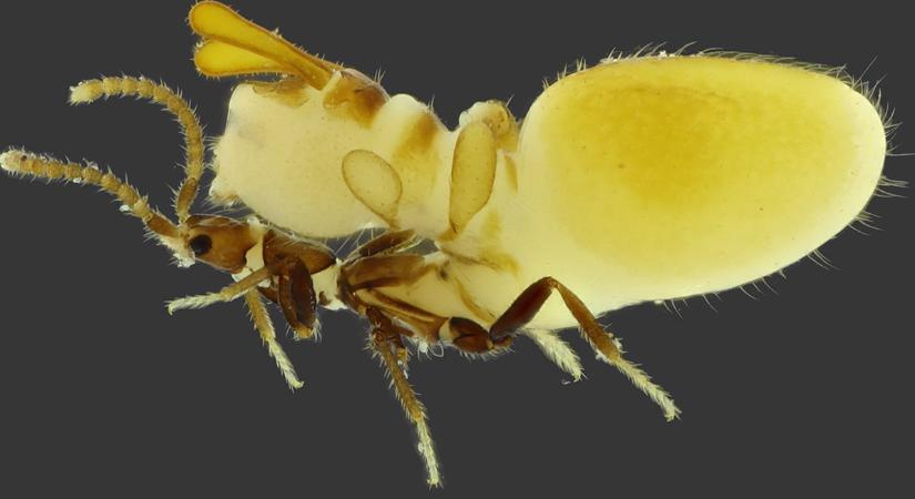 Termesznek álcázza magát egy frissen felfedezett bogárfaj a táplálékszerzés reményében