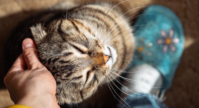 A macskák is éreznek: így kérhetsz bocsánatot kedvencedtől, ha megbántottad