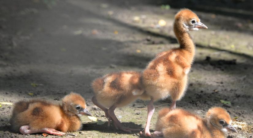 Koronásdaru fiókák is cseperednek Nyíregyházán
