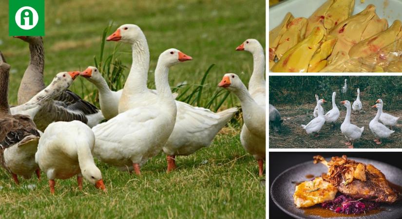 Megmenekülhet a teljes összeomlástól a hízott liba-kacsa szektor?