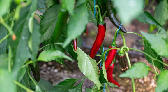 Jó üzlet a magyar fűszerpaprika