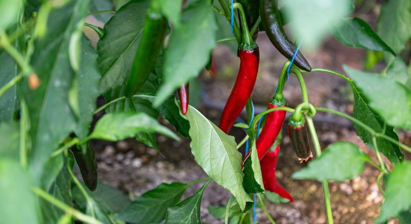 Öt év alatt csaknem megfeleződött a fűszerpaprika termőterülete