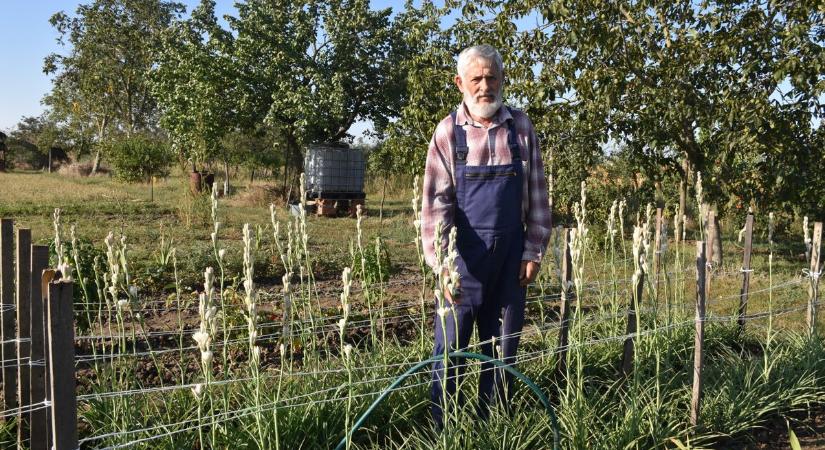 Csodájára járnak a karcagiak a Jáva varázslatos hangulatát idéző egzotikus növényeknek